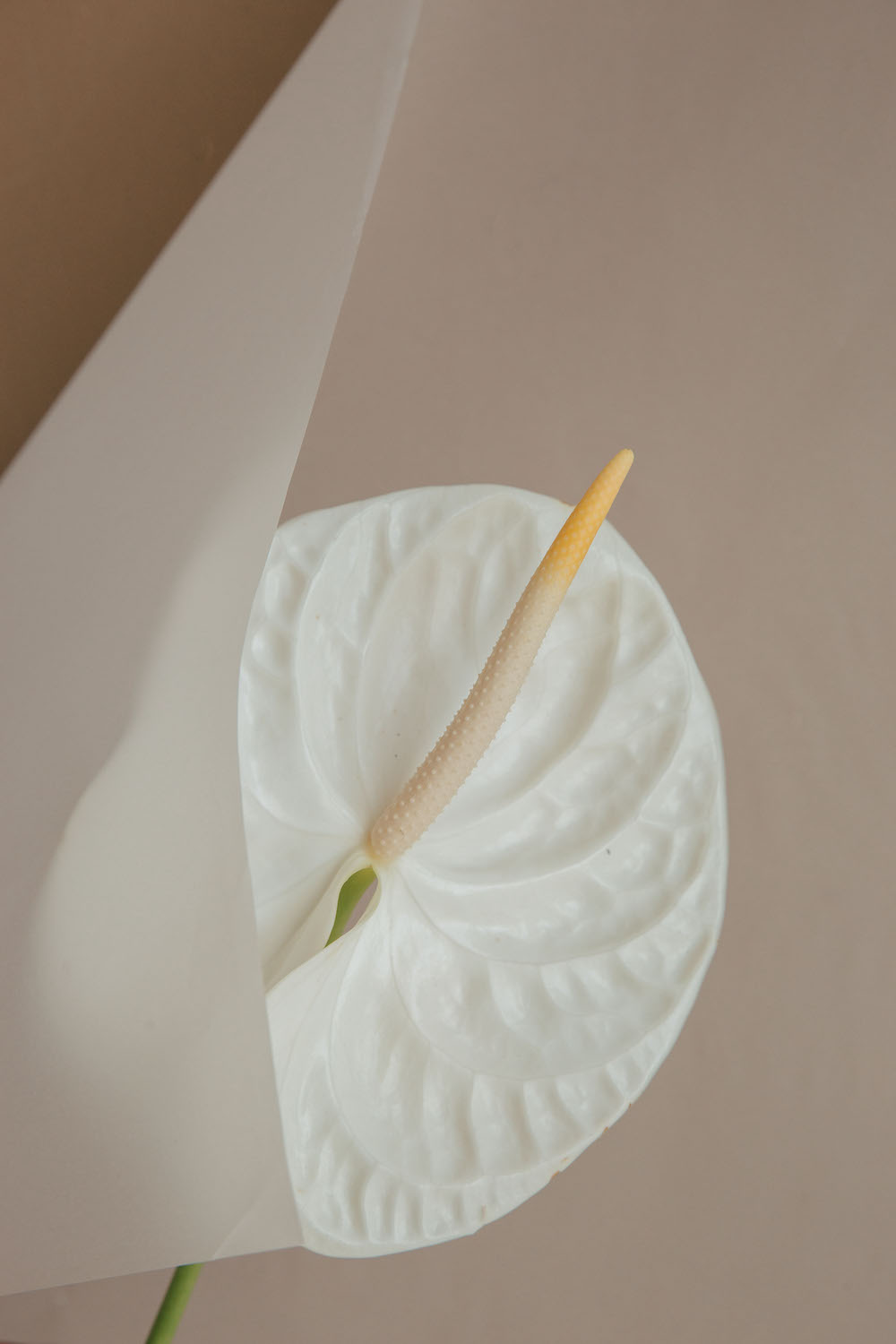 Approachable Luxury on a paper vellum